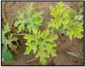 Sulphur deficiency