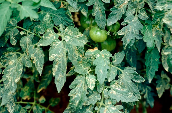 Leaf Minor
