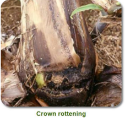 Erwinia rot