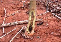 Foot Rot