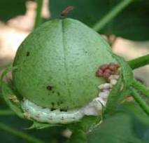 Fruit Borer