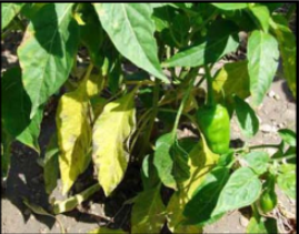 Nitrogen Deficiency
