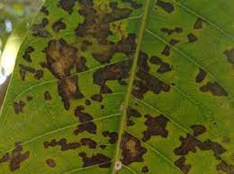 Phoma Blight