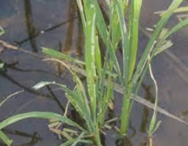 Rice case worm