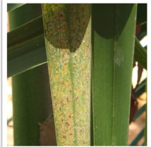 Scale insect