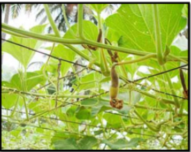 Calcium deficiency