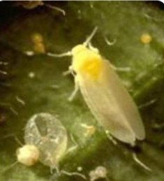 Whitefly 