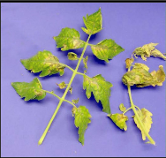 Magnesium Deficiency