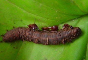 Cut worm