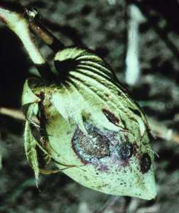 Anthracnose 