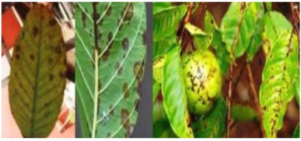Algal leaf and fruit spot