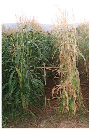 Black Bundle Disease and Late Wilt