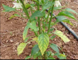 Magnesium Deficiency