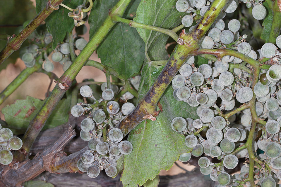 Powdery mildew
