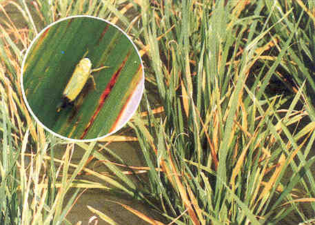Rice Tungro Virus