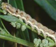 Gram pod borer
