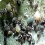 Aphid