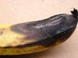 Anthracnose