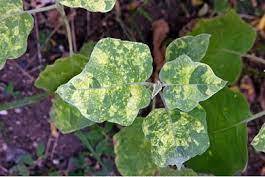 Viral Disease