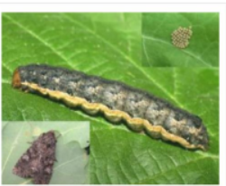 Gram Pod borer