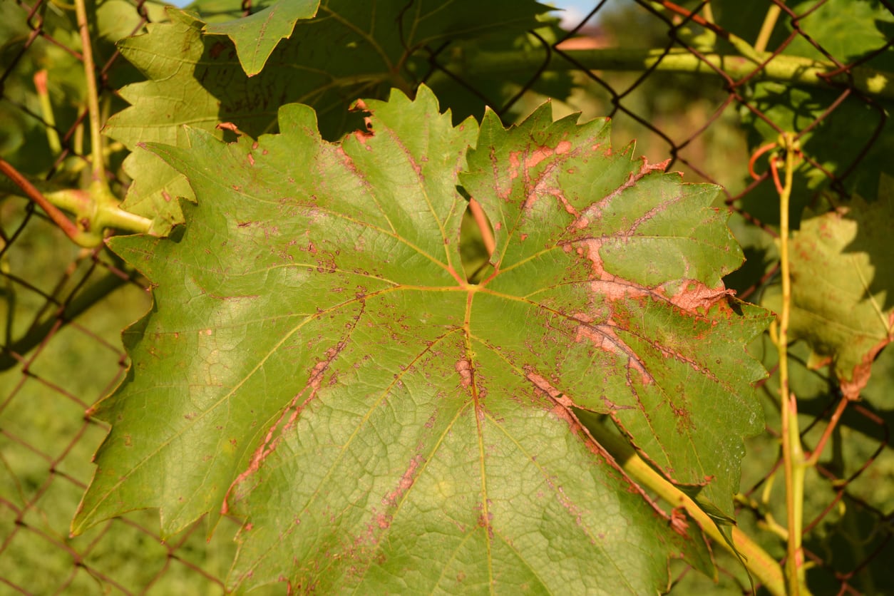 Anthracnose