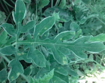 Powdery Mildew