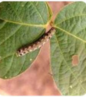 Tobacco caterpillar