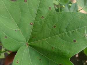 Myrothecium Leaf Spot