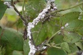 Mealy Bug