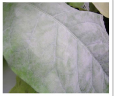 Powdery Mildew