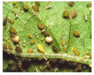 Aphid