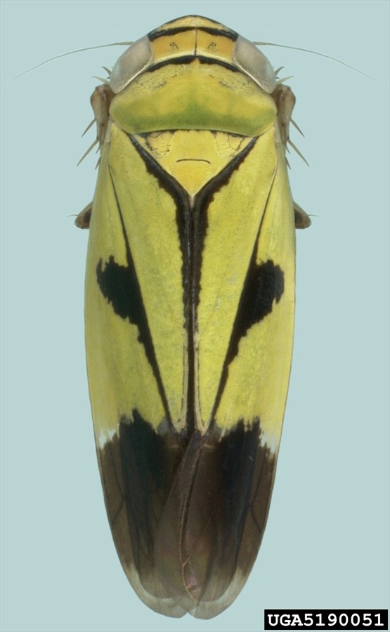 All Types Of Hopper