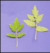 NITROGEN  deficiency
