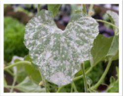 Powdary mildew