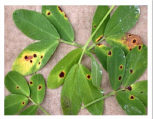 Leaf spot