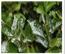 Powdary mildew