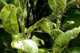 Aphids