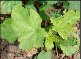 Manganese deficiency