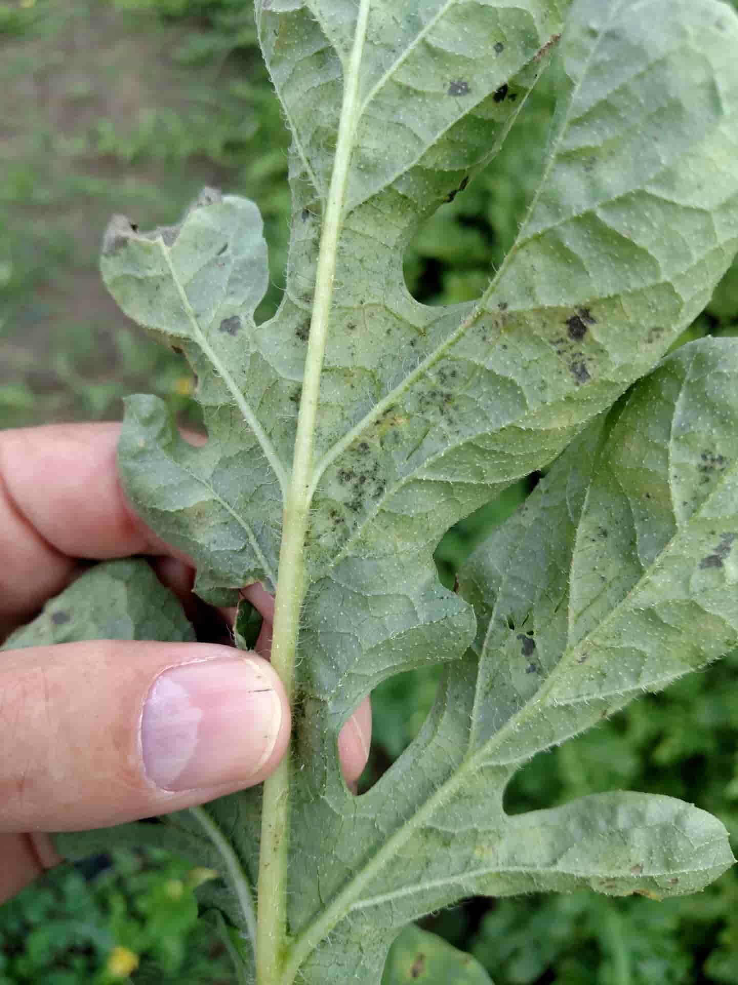 Downy Mildew