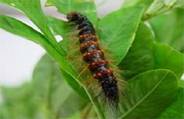 Red Hairy Caterpillar