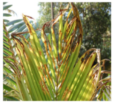 Leaf rot