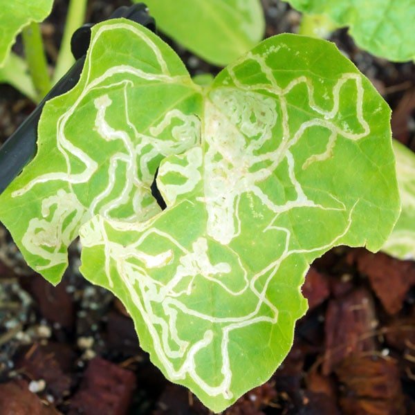 Leaf Minor
