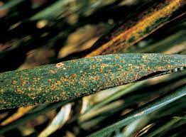 Black rust