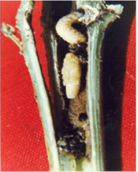 Shoot Weevil
