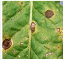 Frog Eye Leaf Spot