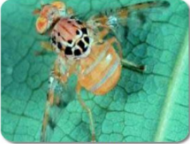 Fruit fly