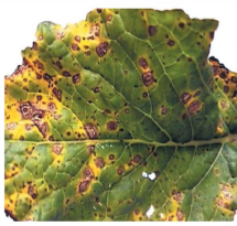 Alternaria black spot