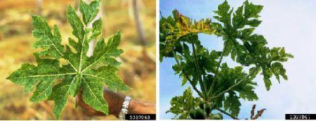 Papaya Virus 