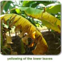 Panama Wilt banana