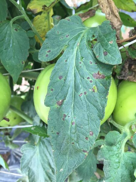 Bacterial Blight